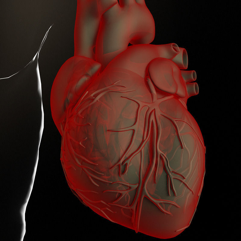 Heart and body 3D model_3