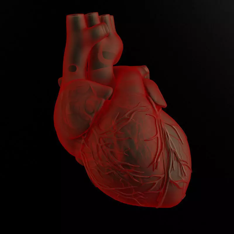 Heart and body 3D model_0