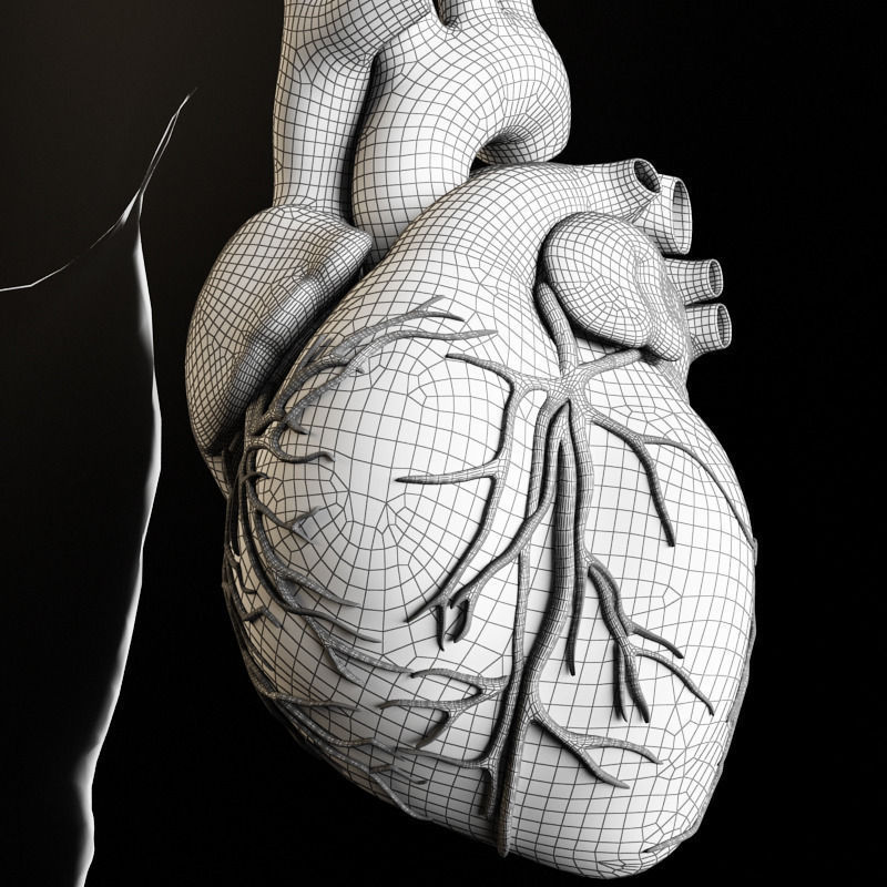 Heart and body 3D model_4