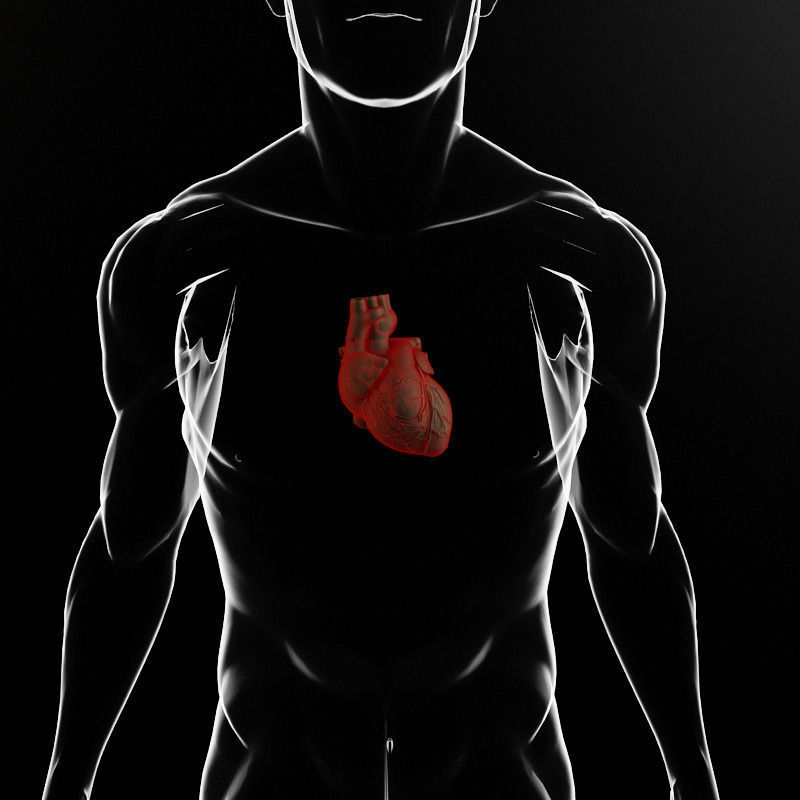 Heart and body 3D model_2