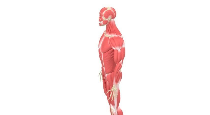 Human Male Rigged Muscular and Skeletal System Low-poly 3D model