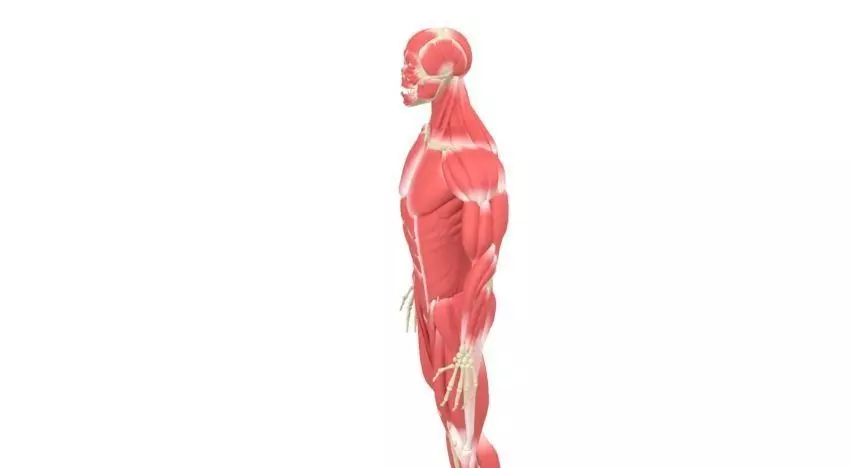Human Male Rigged Muscular and Skeletal System Low-poly 3D model