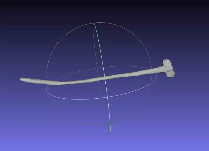 Psittacosaurus Anterior Cervical Rib Mirrored Free 3D print model_0