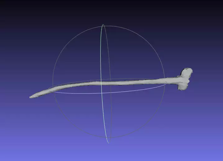 Psittacosaurus Anterior Cervical Rib Free 3D print model_0