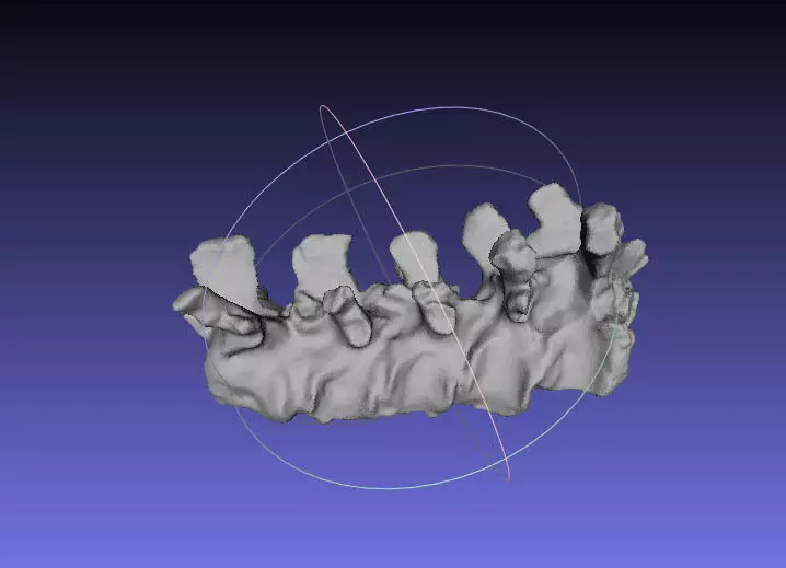 Psittacosaurus Cervical Vertebra 9 thru Dorsal Vertebra 4 Free 3D print model_0
