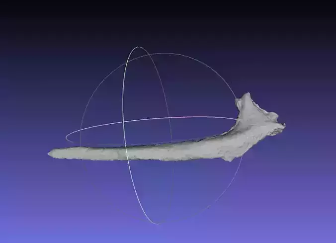 Psittacosaurus Left Dorsal Rib 3 Free 3D print model