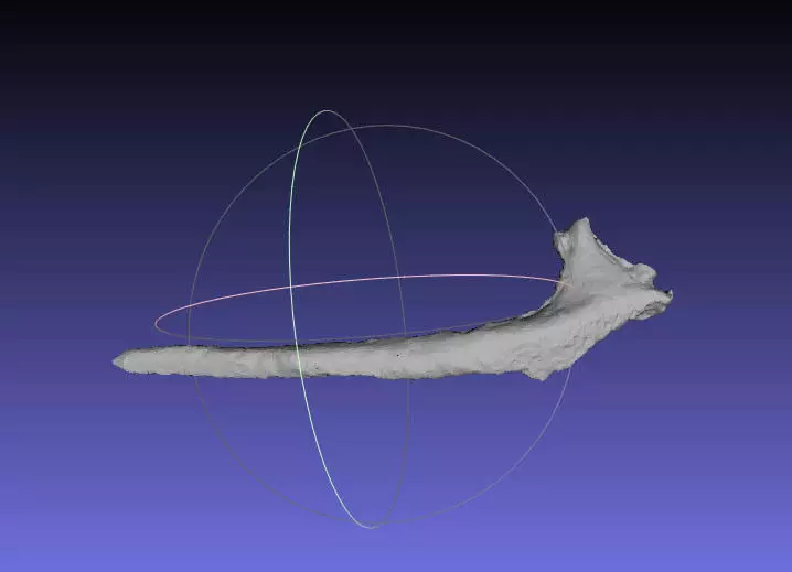 Psittacosaurus Left Dorsal Rib 3 Free 3D print model_0