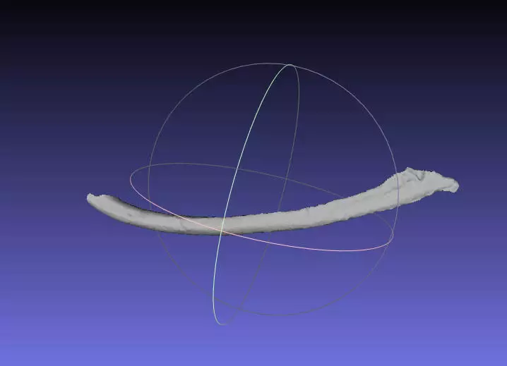 Psittacosaurus Left Dorsal Rib 2 Mirrored Free 3D print model_0