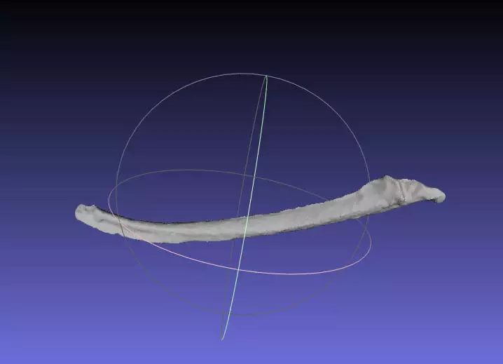 Psittacosaurus Left Dorsal Rib 2 Free 3D print model_0