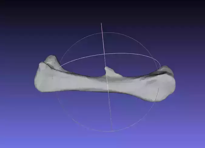 Psittacosaurus Right Femur Free 3D print model