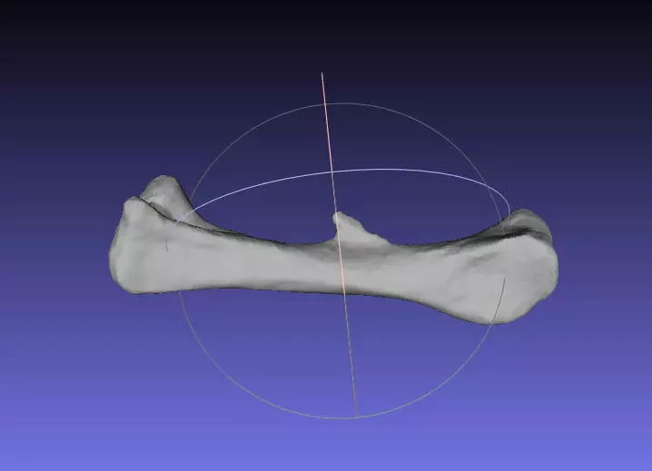 Psittacosaurus Right Femur Free 3D print model_0