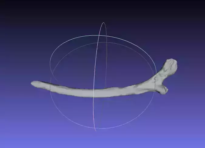 Psittacosaurus Left Rib 1 Mirrored Free 3D print model