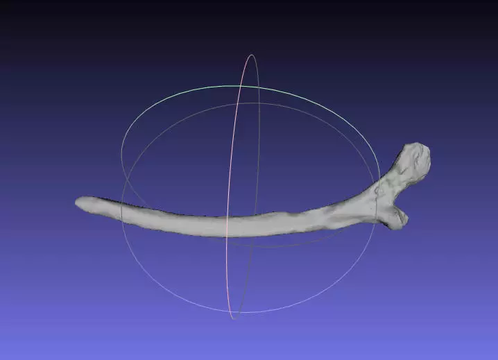 Psittacosaurus Left Rib 1 Mirrored Free 3D print model_0