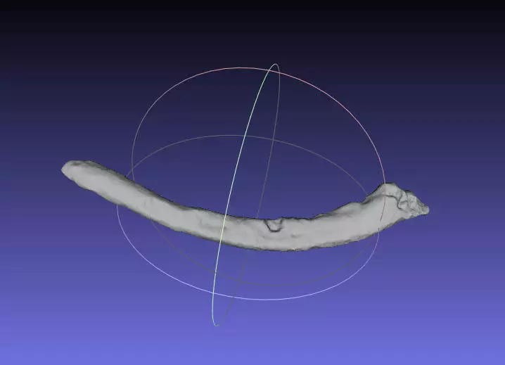 Psittacosaurus Right Dorsal Rib 4 Mirrored Free 3D print model_0