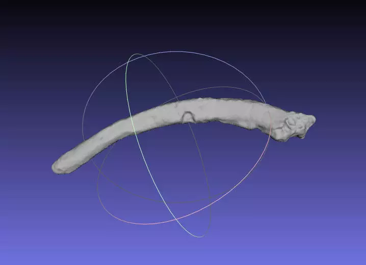 Psittacosaurus Right Dorsal Rib 4 Free 3D print model_0