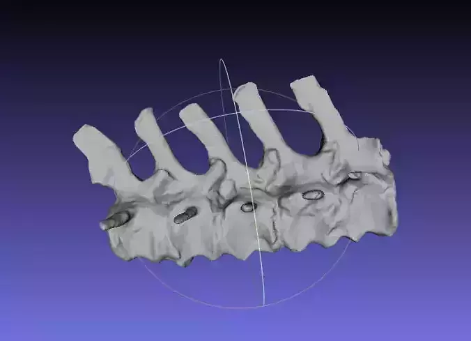 Psittacosaurus Medial Caudal Vertebrae 1 Free 3D print model