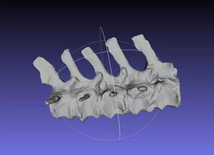 Psittacosaurus Medial Caudal Vertebrae 1 Free 3D print model_0
