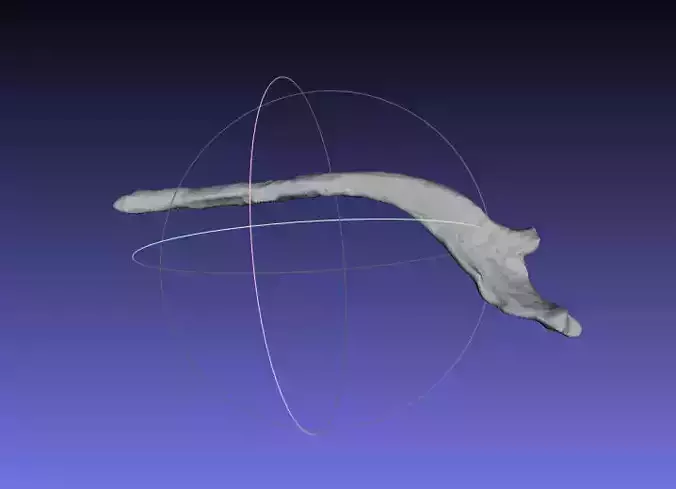 Psittacosaurus Right Dorsal Rib 6 Free 3D print model