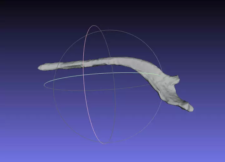 Psittacosaurus Right Dorsal Rib 6 Free 3D print model_0