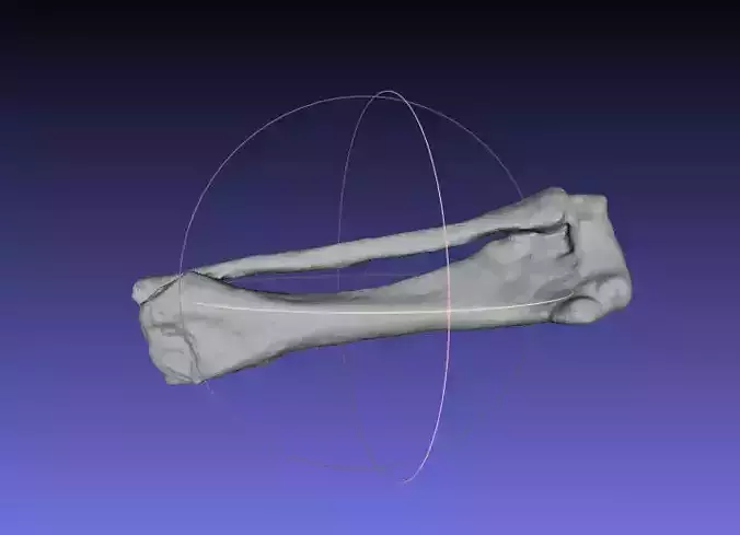 Psittacosaurus Right Tibia Fibula Free 3D print model
