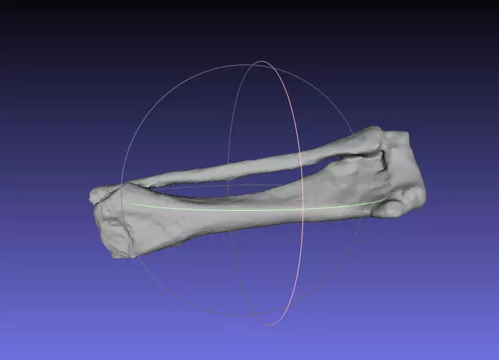 Psittacosaurus Right Tibia Fibula Free 3D print model_0