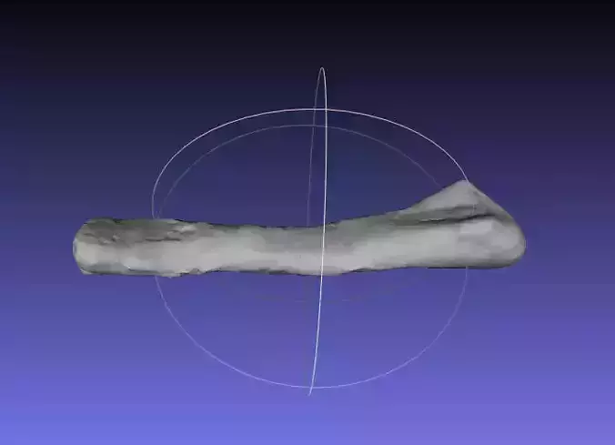 Psittacosaurus Right Ulna Free 3D print model