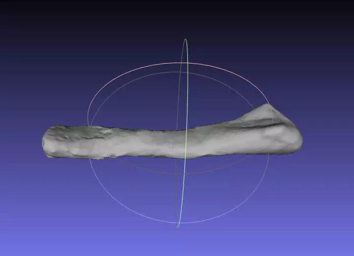 Psittacosaurus Right Ulna Free 3D print model_0