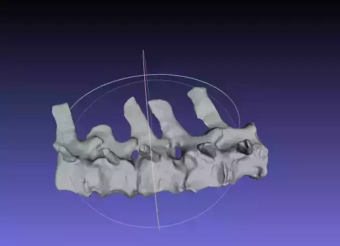 Psittacosaurus Distal Caudal Vertebrae Free 3D print model