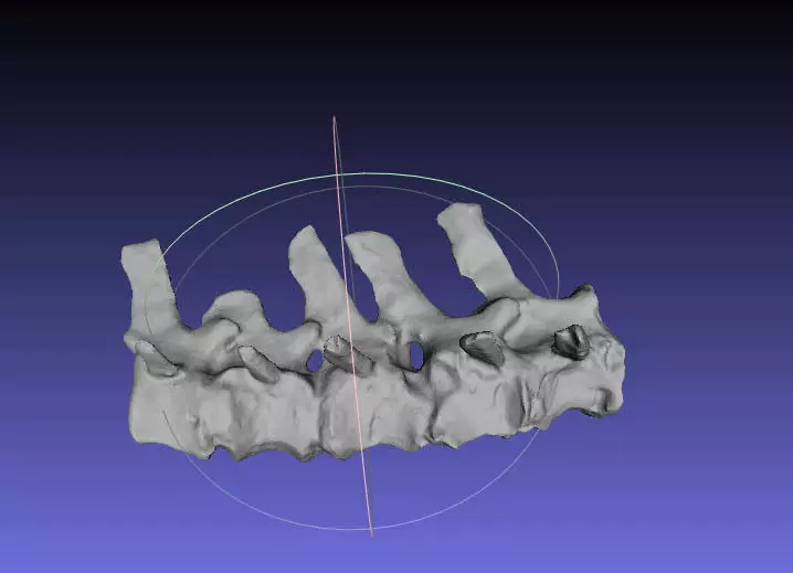 Psittacosaurus Distal Caudal Vertebrae Free 3D print model_0