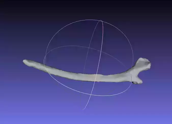 Psittacosaurus Left Dorsal Rib 1 Free 3D print model