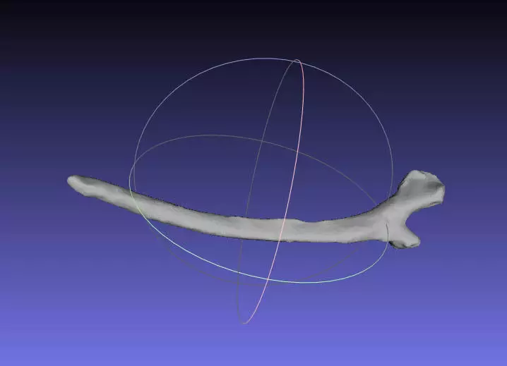 Psittacosaurus Left Dorsal Rib 1 Free 3D print model_0