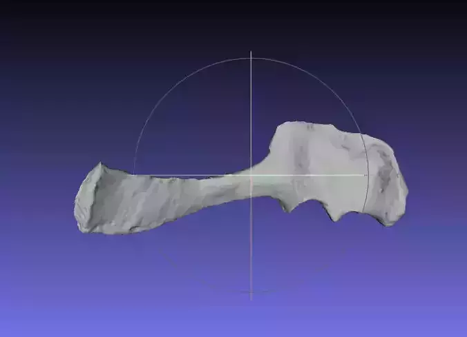 Psittacosaurus Left Scapula Coracoid Free 3D print model