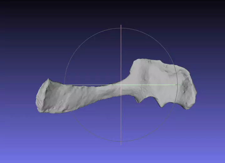 Psittacosaurus Left Scapula Coracoid Free 3D print model_0
