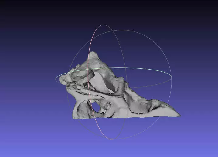 Psittacosaurus Skull Left Half Free 3D print model_0