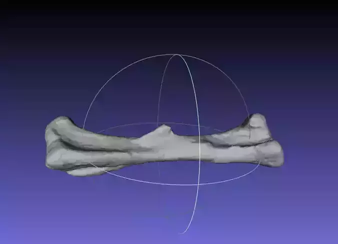 Psittacosaurus Left Femur Free 3D print model