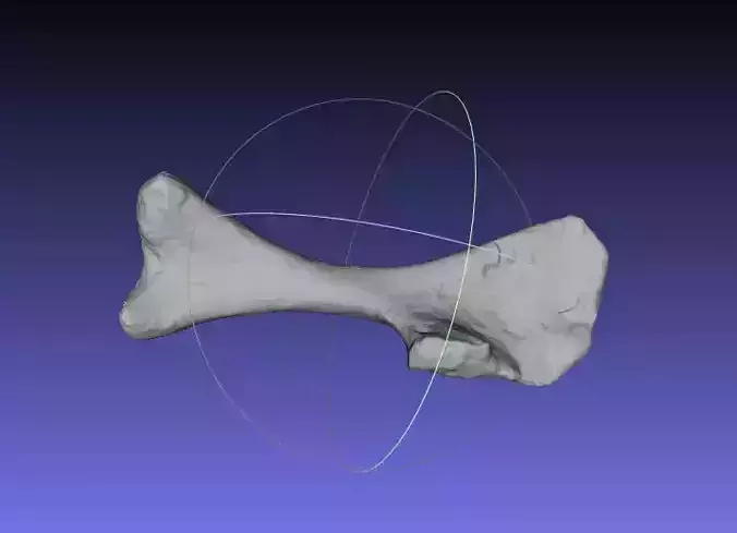 Psittacosaurus Left Humerus Free 3D print model