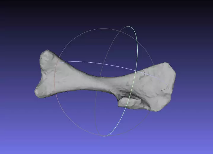 Psittacosaurus Left Humerus Free 3D print model_0