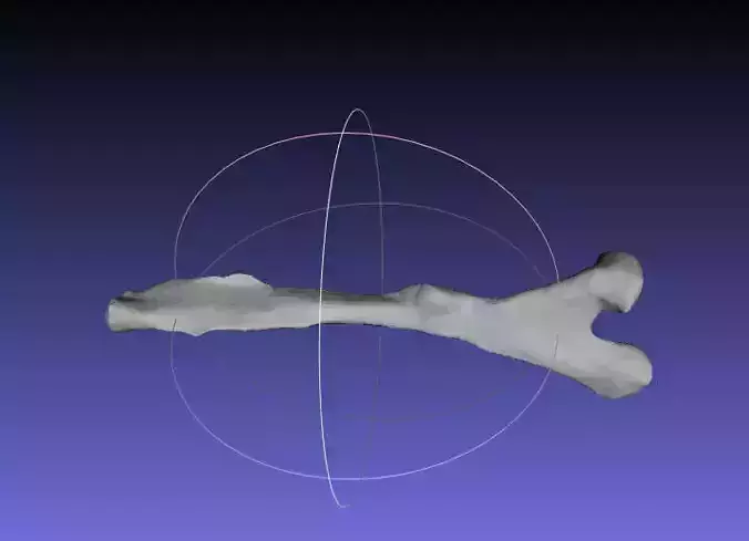 Psittacosaurus Left Ischium Free 3D print model