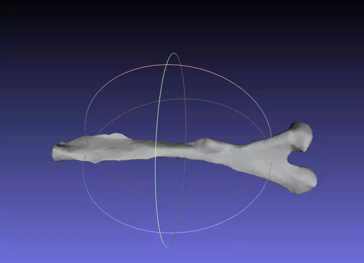 Psittacosaurus Left Ischium Free 3D print model_0