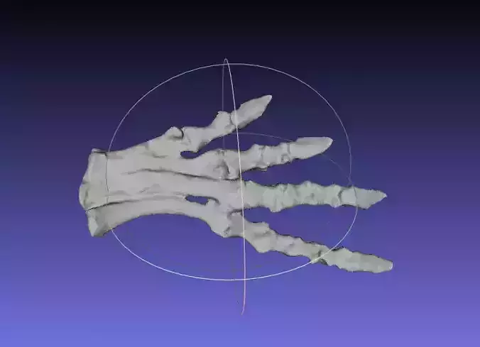 Psittacosaurus Left Foot Free 3D print model