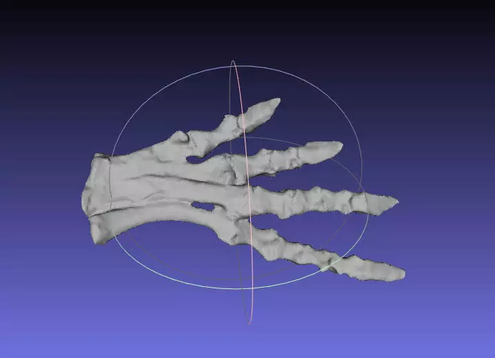 Psittacosaurus Left Foot Free 3D print model_0