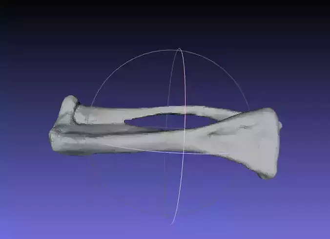 Psittacosaurus Left Tibia Fibula Free 3D print model
