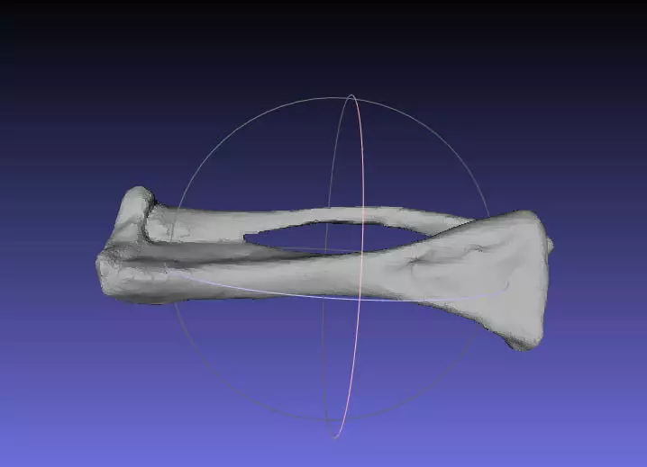 Psittacosaurus Left Tibia Fibula Free 3D print model_0