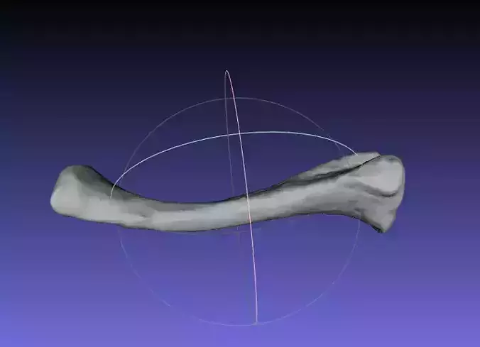 Psittacosaurus Left Ulna Free 3D print model