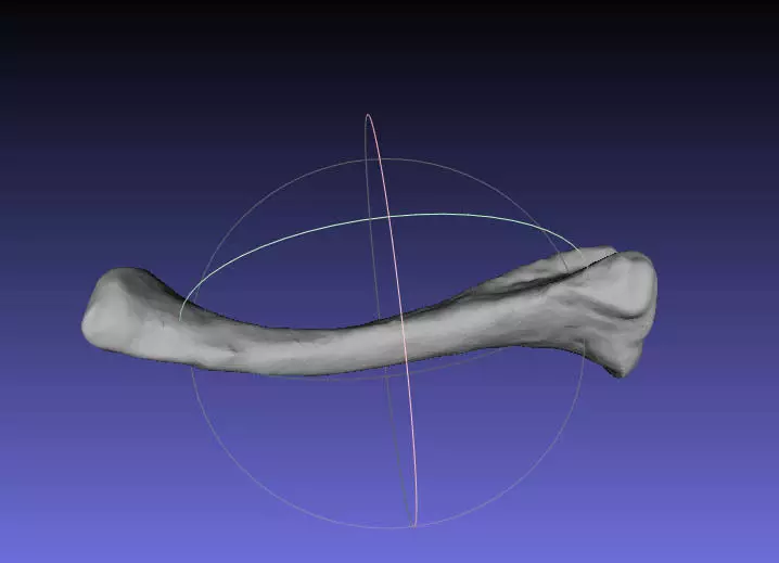 Psittacosaurus Left Ulna Free 3D print model_0