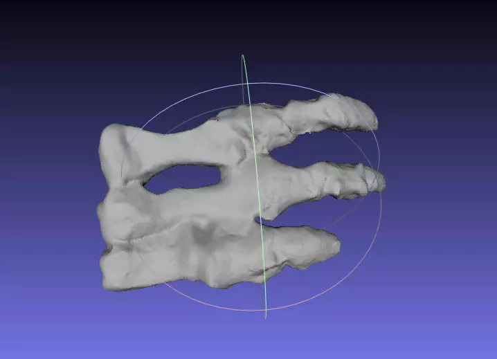 Psittacosaurus Left Hand Free 3D print model_0