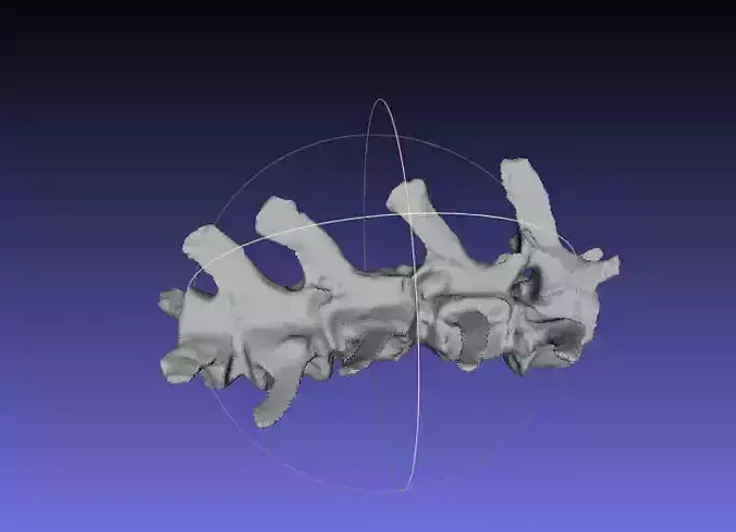 Psittacosaurus Medial Caudal Vertebrae 2 Free 3D print model