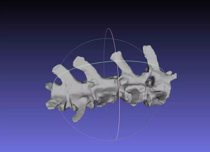 Psittacosaurus Medial Caudal Vertebrae 2 Free 3D print model_0
