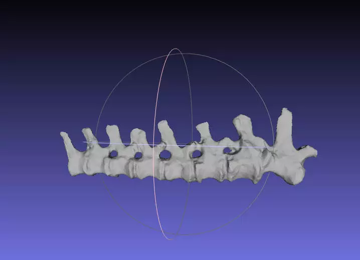 Psittacosaurus Medial Caudal Vertebrae Free 3D print model_0