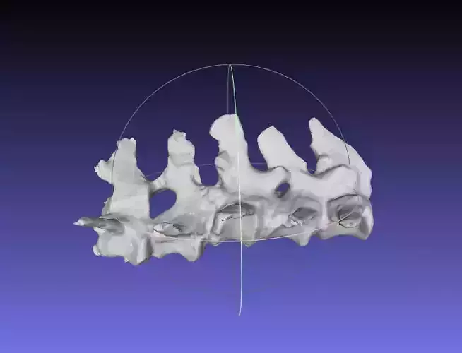 Psittacosaurus Proximal Caudal Vertebrae Free 3D print model